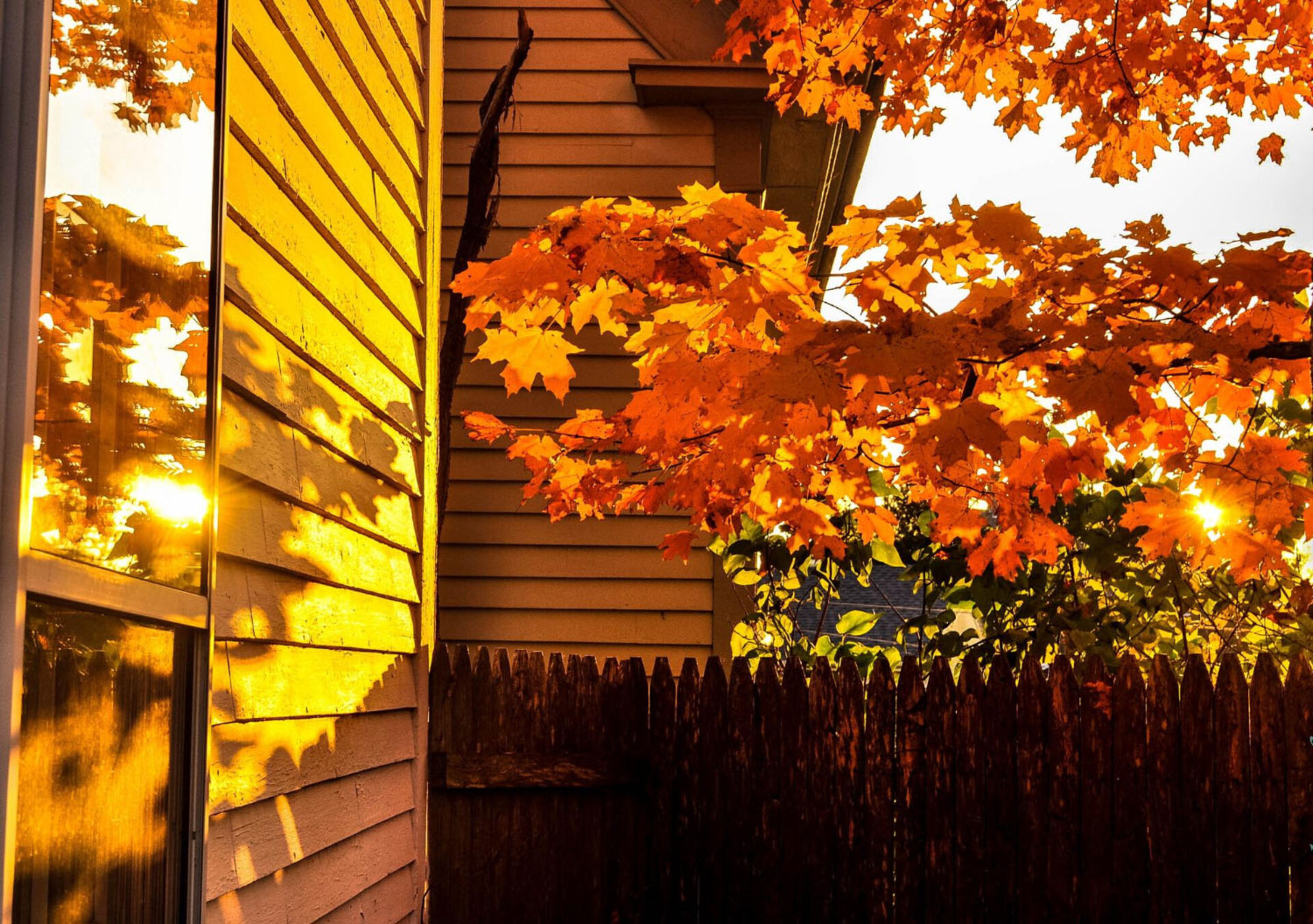 Blätter im Sonnenlicht